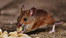 24 Hour & Emergency Exterminators in Scottsdale, AZ